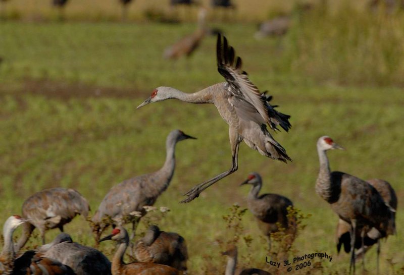 Sandhill Crane Landing II
