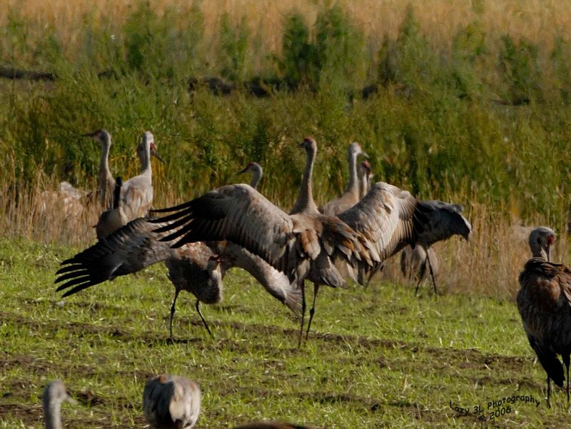 Sandhill Cranes Dancing II