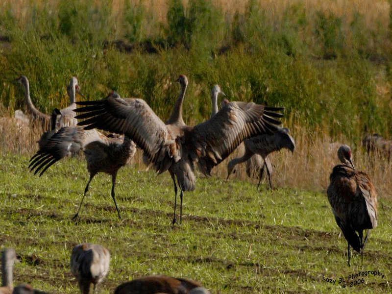 Sandhill Cranes Dancing III
