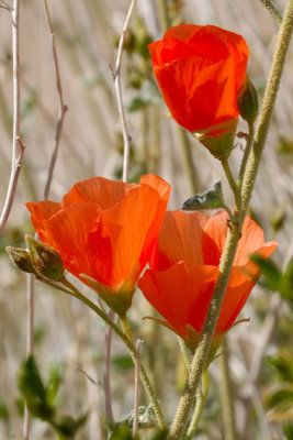 Apricot Mallow 3-11.jpg