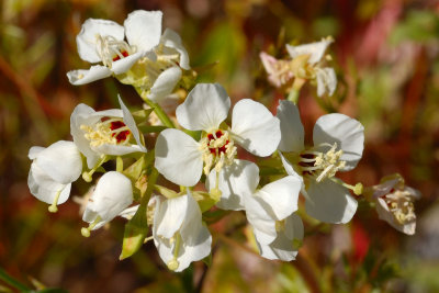 Brown-Eyed Evening Primrose.jpg