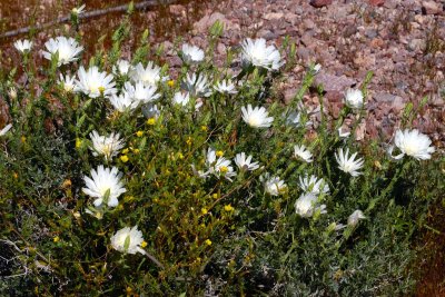 Desert Chicory and Yellow Cups.jpg