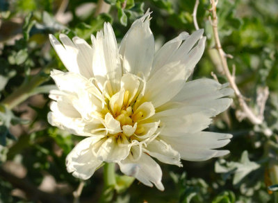 Desert Chicory II.jpg