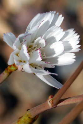 Desert Chicory Opening Bud 3-14.jpg