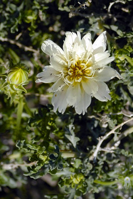 Desert Chicory L.jpg