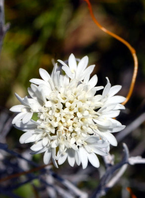 Desert Pincushion with Toothed Dodder.jpg