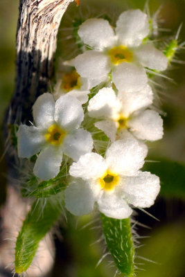 Narrow-Leaved Popcorn Flower 3-14.jpg