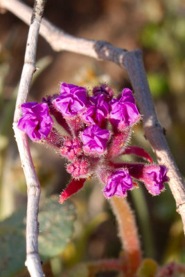 Sand Verbena.jpg