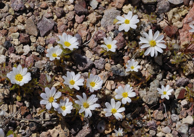 White Wooly Daisy II 3-14.jpg