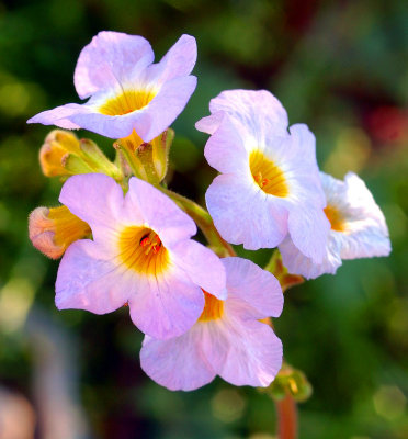 Yellow Throated Phacelia .jpg