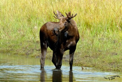 Young Bull Moose I