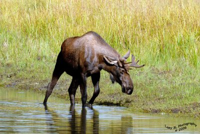 Young Bull Moose II
