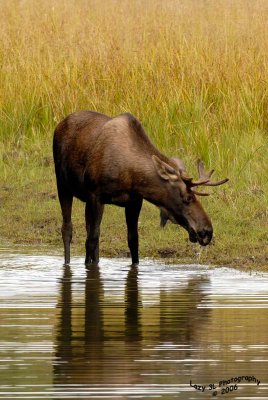 Young Bull Moose III