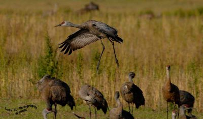 Sandhill Cranes