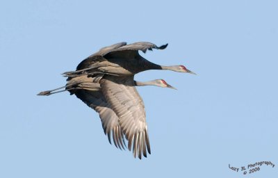 Sandhill Cranes in Flight