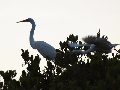 Egrets in the fading light