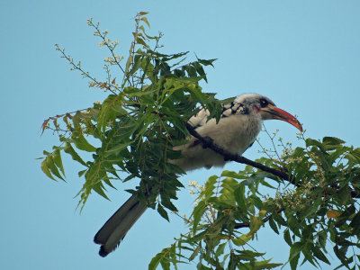 Red billed hornbill