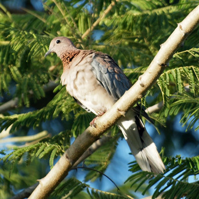 Looks like some kind of dove