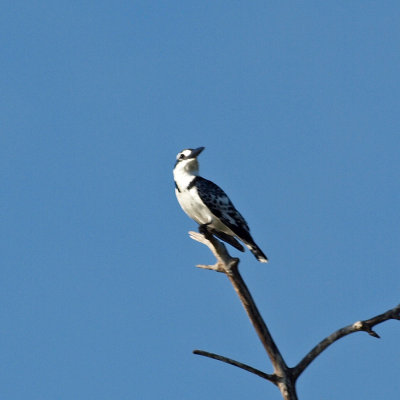 The pied kingfisher