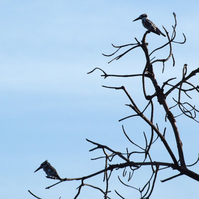 The pied kingfishers