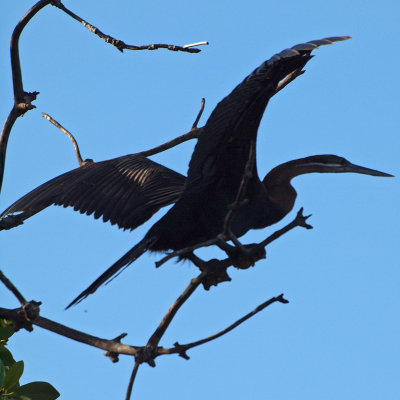 The cormorant ready to fly away