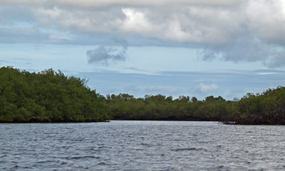 Between the mangroves