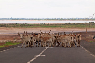 The perfect roadblock