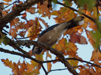 Bluejay against the autumn leaves