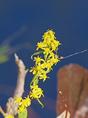 The flowers