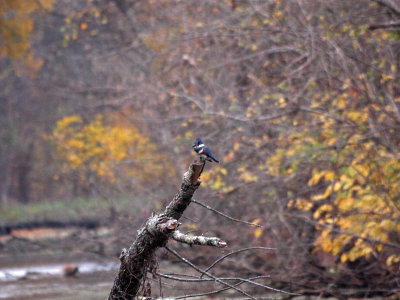 I could not get close to this belted kingfisher