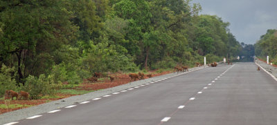 Monkeys crossing the road