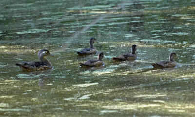 Most likely a female wood duck with ducklings