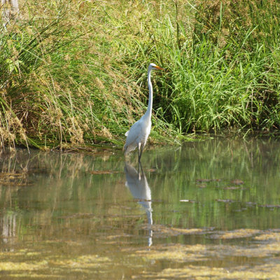 The egret in the pond