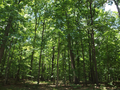The woods in summer