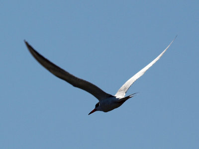 A tern