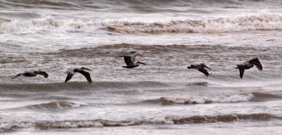 Formation of Pelicans