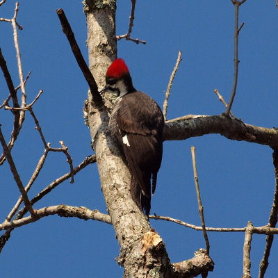 The pileated woodpecker