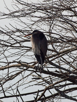 Still perched on the same branch