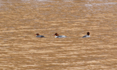 More mergansers