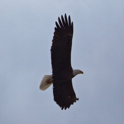 Another bald eagle shot