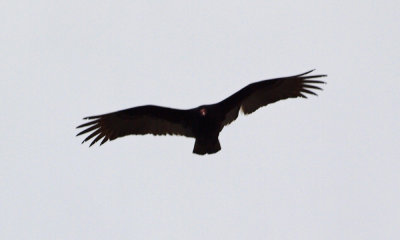 The vulture
