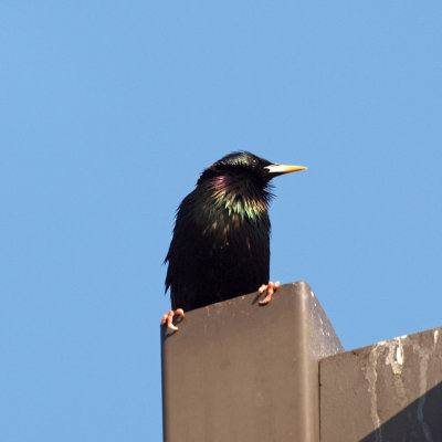 Blackbird on the pole