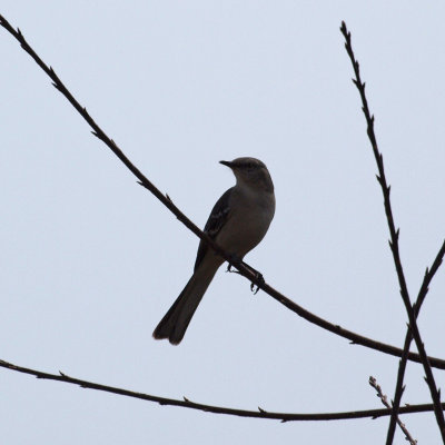 A mockingbird