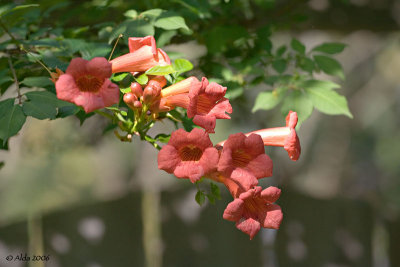 Trumpet Vine