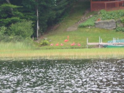 Flamingos (!) on Crystal Lake