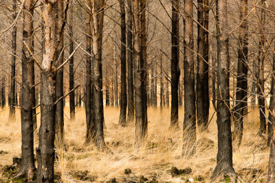 Woodland, Glen Torridon