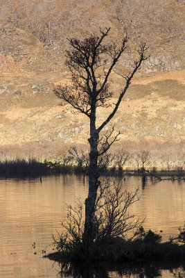 Lochside tree