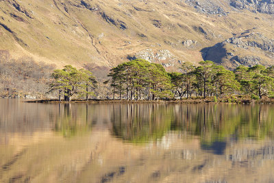 Lochside trees