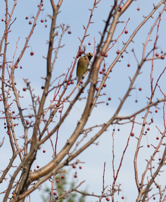 Wisconsin...  Snow's gone...  Time for Cedar Waxwings! 