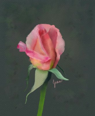and another rose bud